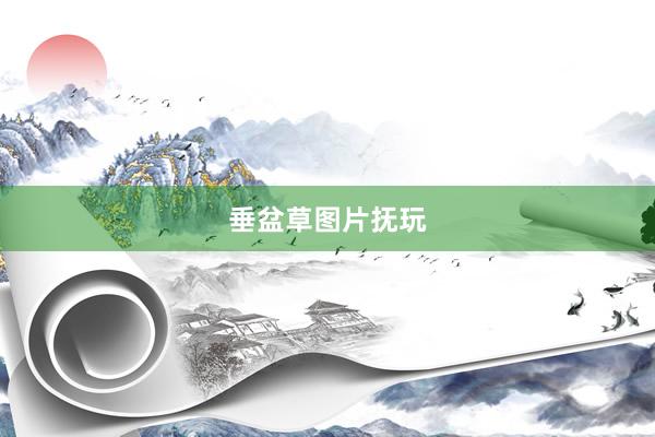 垂盆草图片抚玩