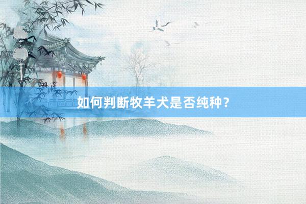 如何判断牧羊犬是否纯种？